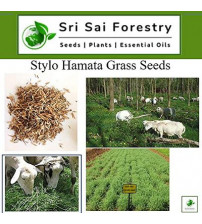 Fodder Stylo Hamata Grass Seeds